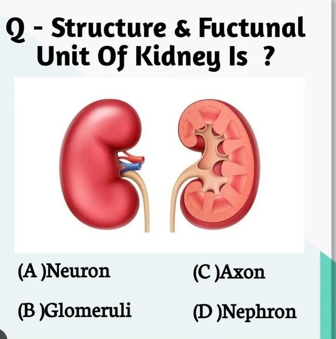 Functional Unit of Kidney