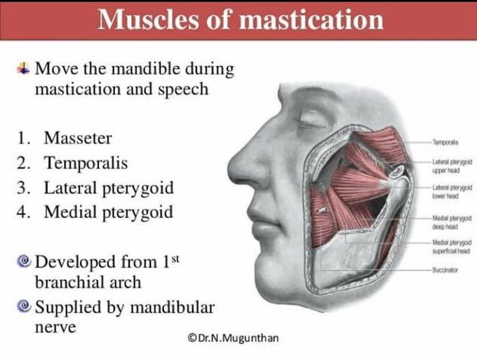 Muscle of mastication