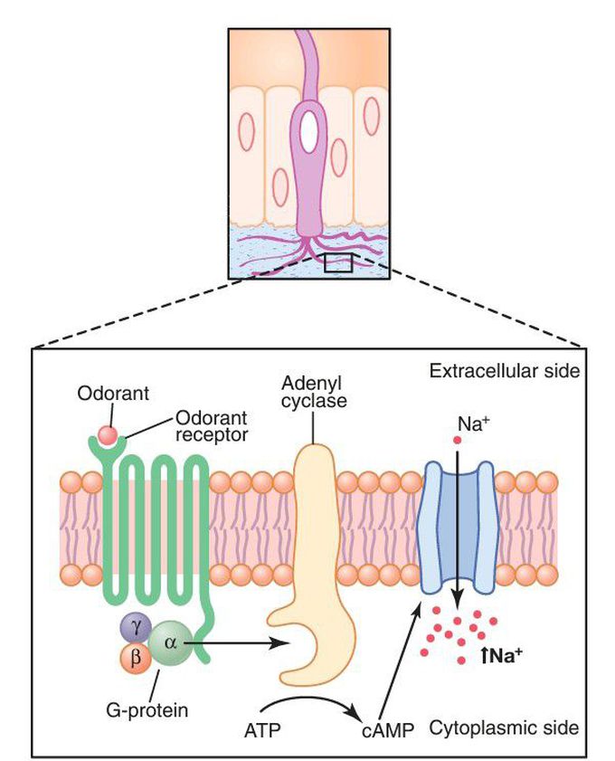 Summary of olfactory signal transduction