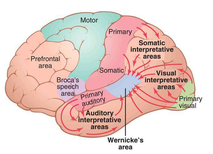 Auditory and visual areas