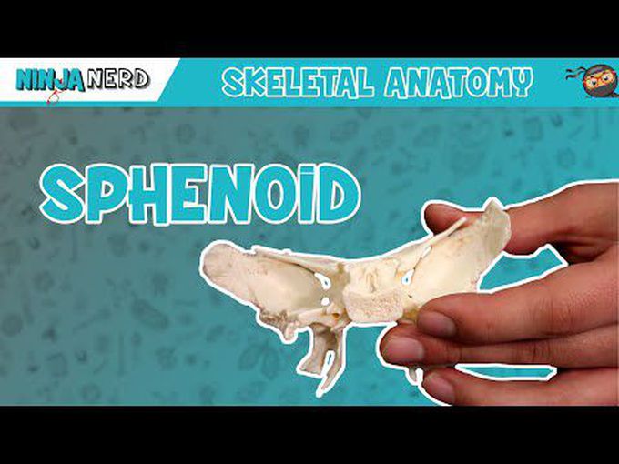 Sphenoid bone: Anatomical landmarks