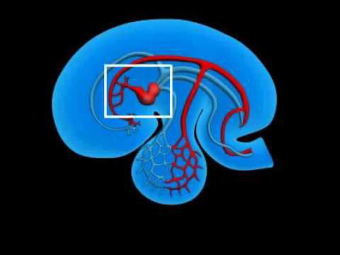 Vascular System Development: Animation