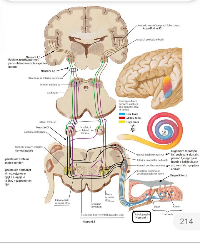 Auditive system (auditory system )