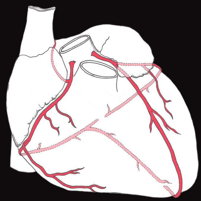 Coronary circulation of the heart