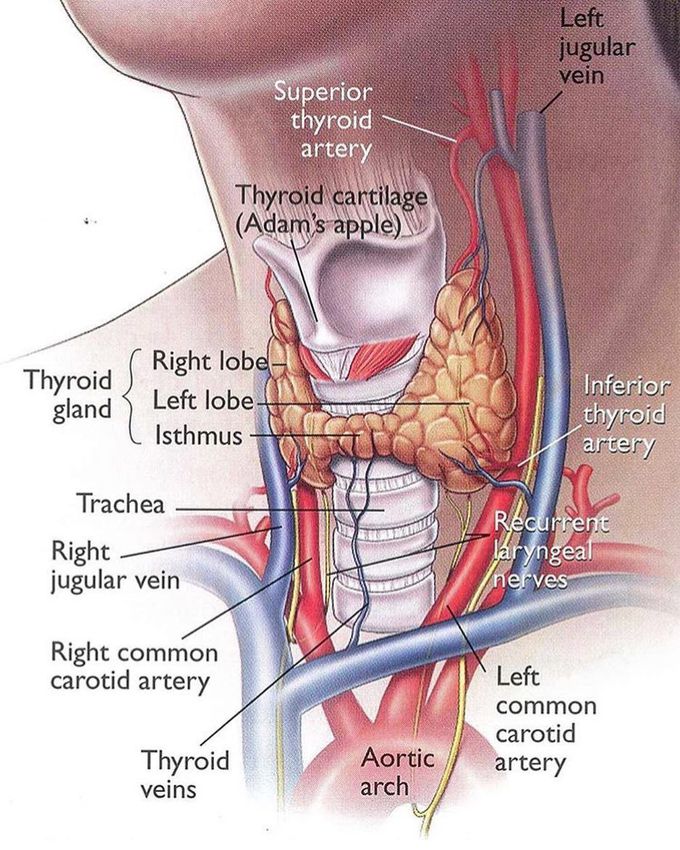 Thyroid gland