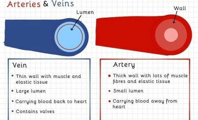Arteries vs veins