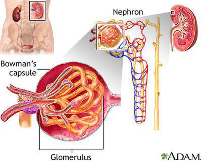 Symptoms of nephrotic syndrome