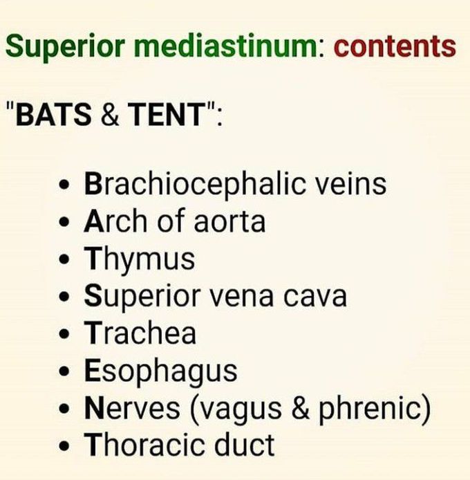 superior mediastinum neumonic