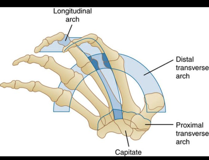 ARCHES OF HAND