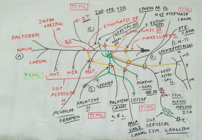 Sphenopalatine Fossa - 4 ( Maxillary Nerve and Sphenopalatine Ganglion )