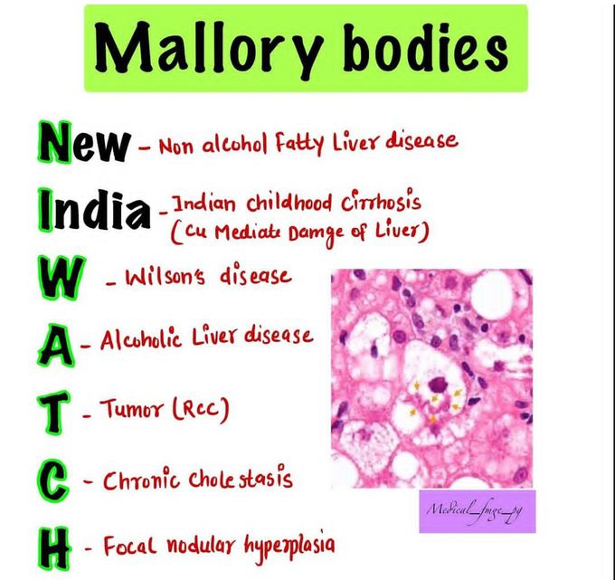 Mallory Bodies