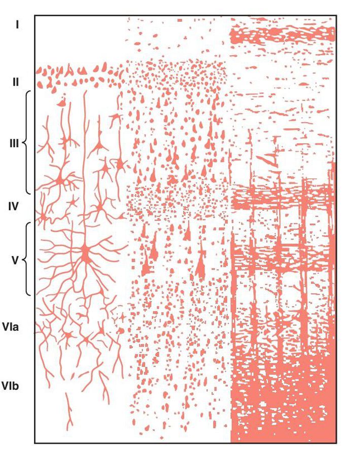 Structure of the cerebral cortex.