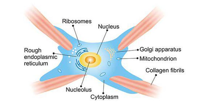 Fibroblasts