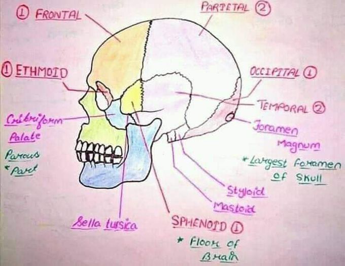Name of bones of skull 💀