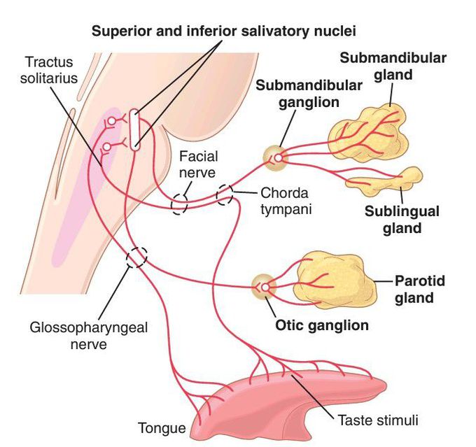 Saliva secretion