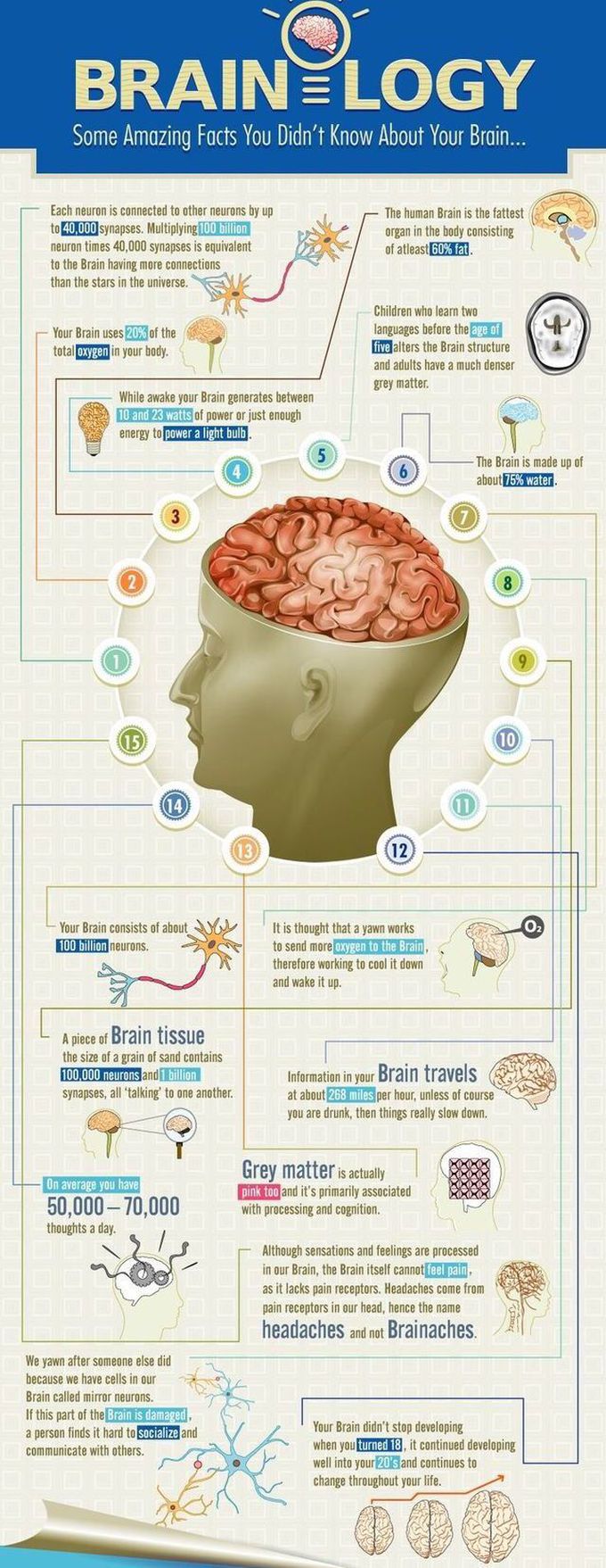 Facts about human brain