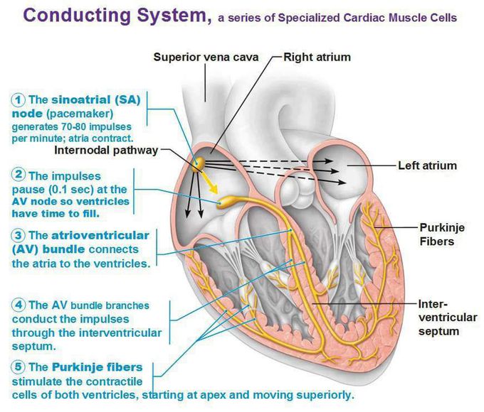 Conducting system of the heart ❤