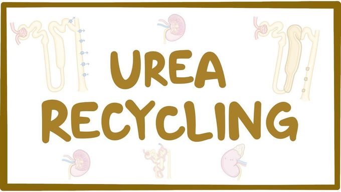 Urea recycling