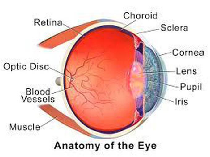 Eye Anatomy