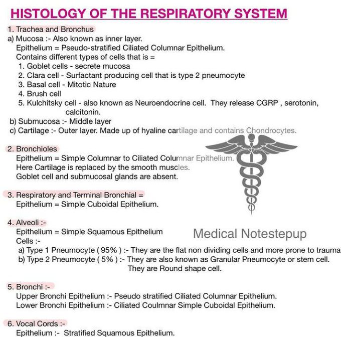 Respiratory System Histology