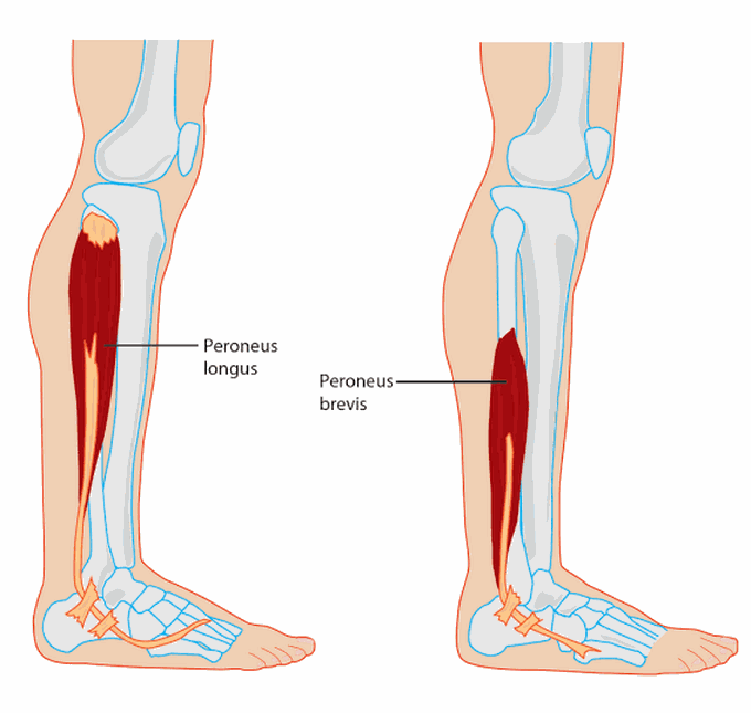 Brevis muscle pain