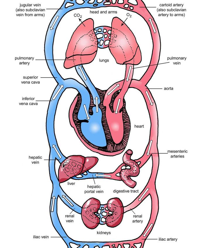 Circulatory system
