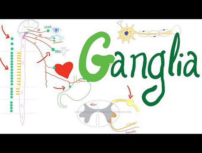 What's a Ganglion? | Autonomic Nervous System | Physiology