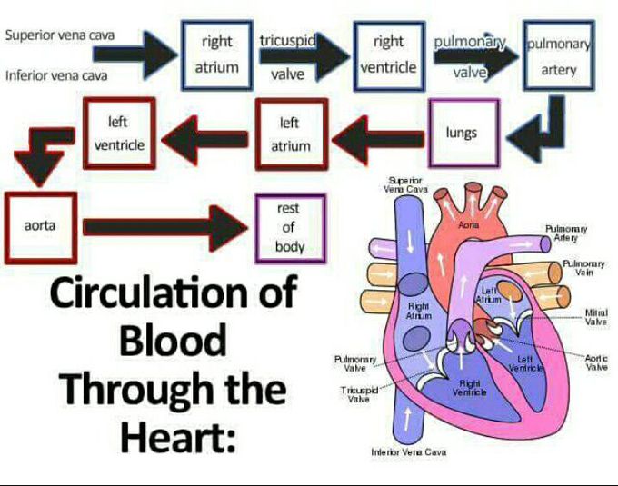 circulation of boold by the heart