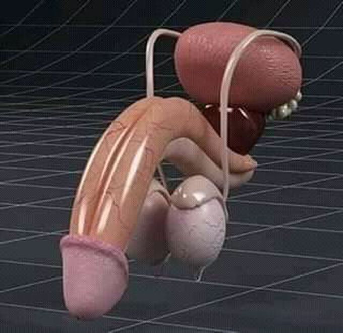 Anatomy of penis (anus)