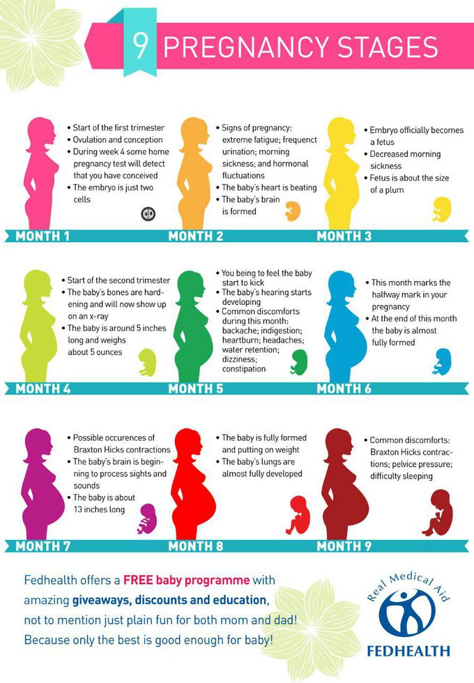 Stages of pregnancy