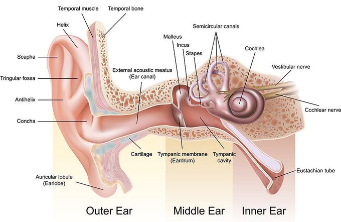 Anatomy of Ear