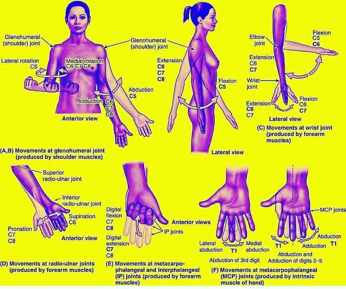 Segmental Innervation