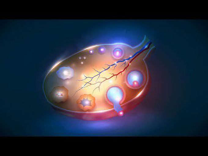 The Ovarian Cycle