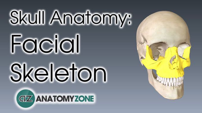 Facial Skeleton | Skull Anatomy