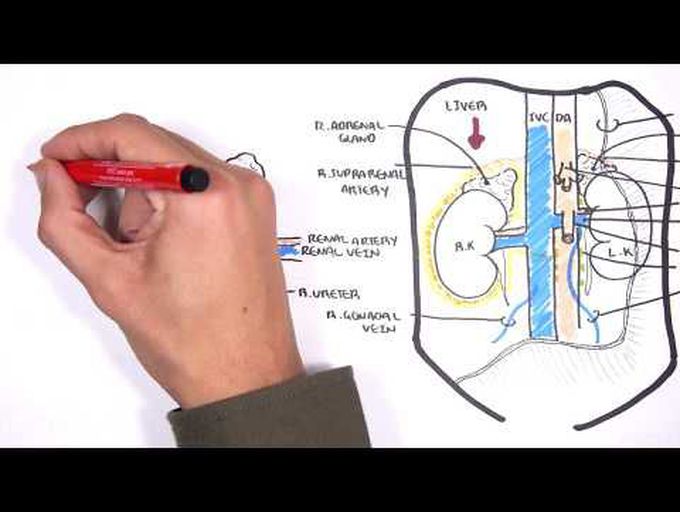 Renal Anatomy - Clinical Tutorial