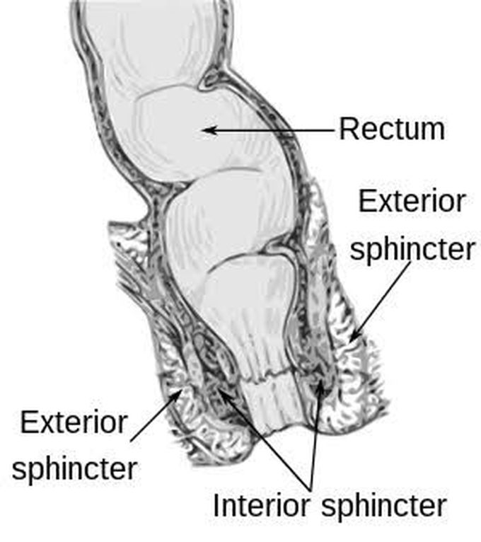 Bowel Incontinence