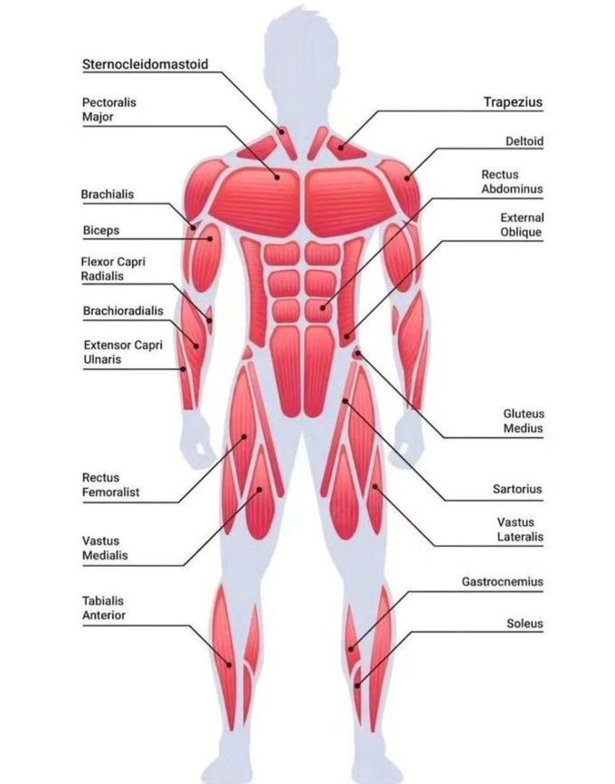 Muscles Review