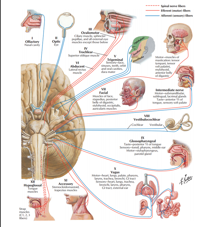 Cranial nerve [ motor & sensory distribution ].