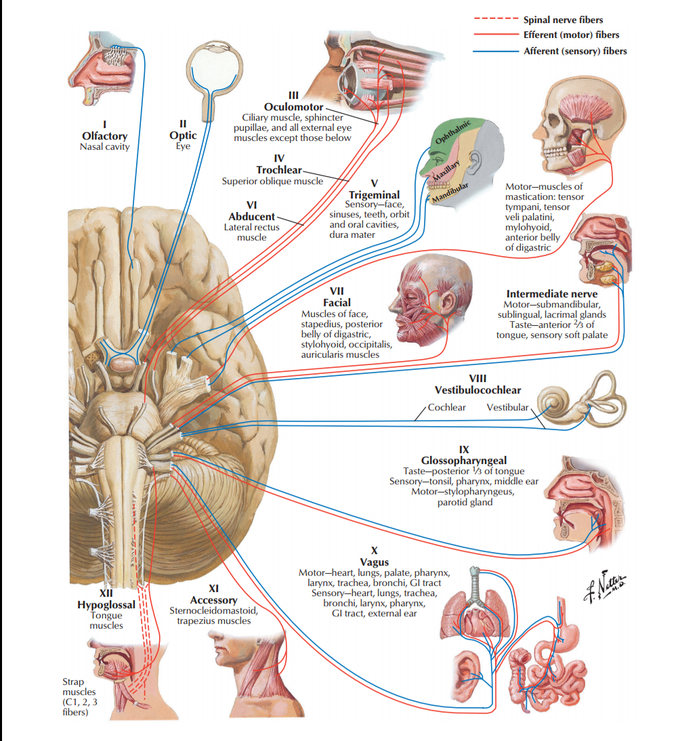 motor nerve distribution