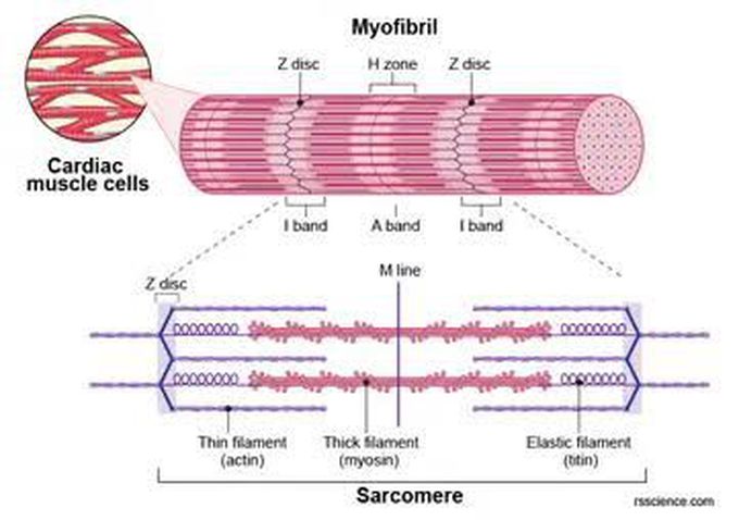 Cardiomyocyte