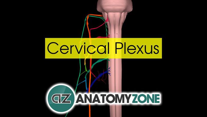 Cervical Plexus: 3D overview tutorial