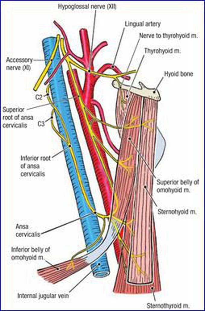 ansa cervicalis carotid sheath