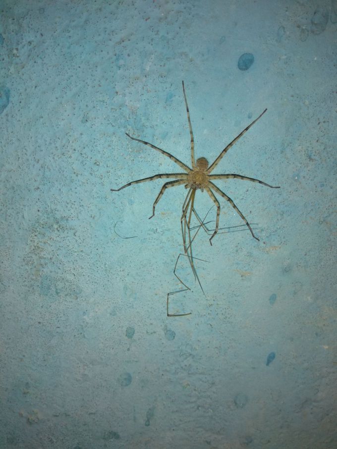 A spider eating another spider....