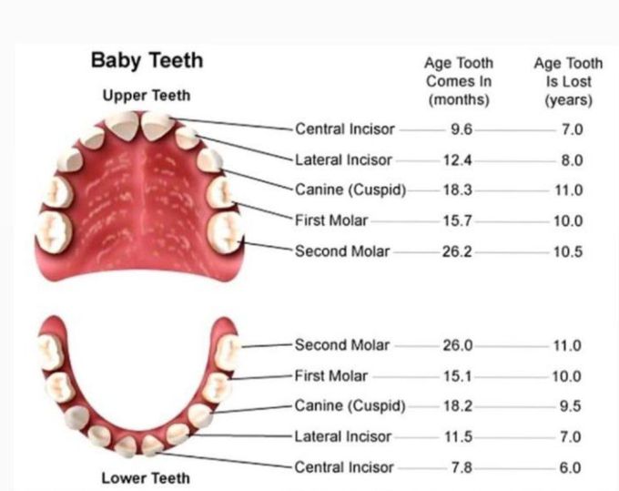 Primary teeth chronological
