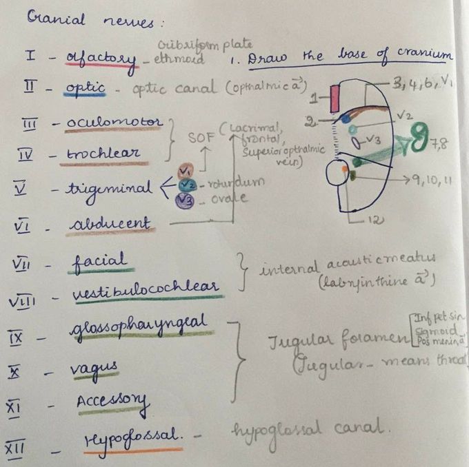 Cranial Nerves