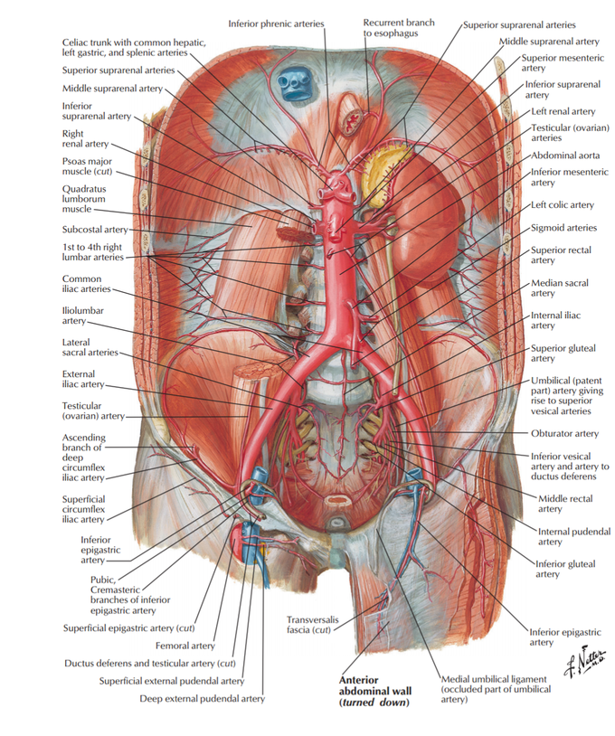 Arteries of posterior abdominal wall