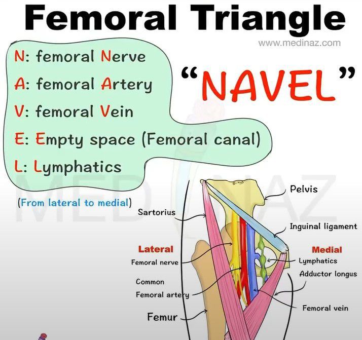 Contents of the femoral triangle - MEDizzy