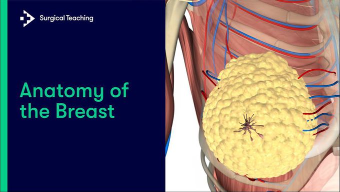 Summary of the anatomy of the breast