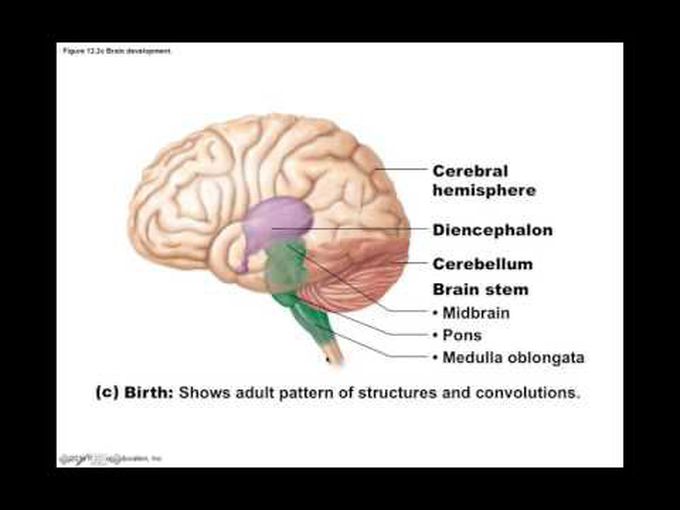 Embryonic brain development-II