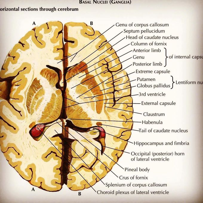 Basal nuclei (ganglia)